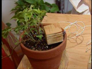 Houseplant makes 911 call